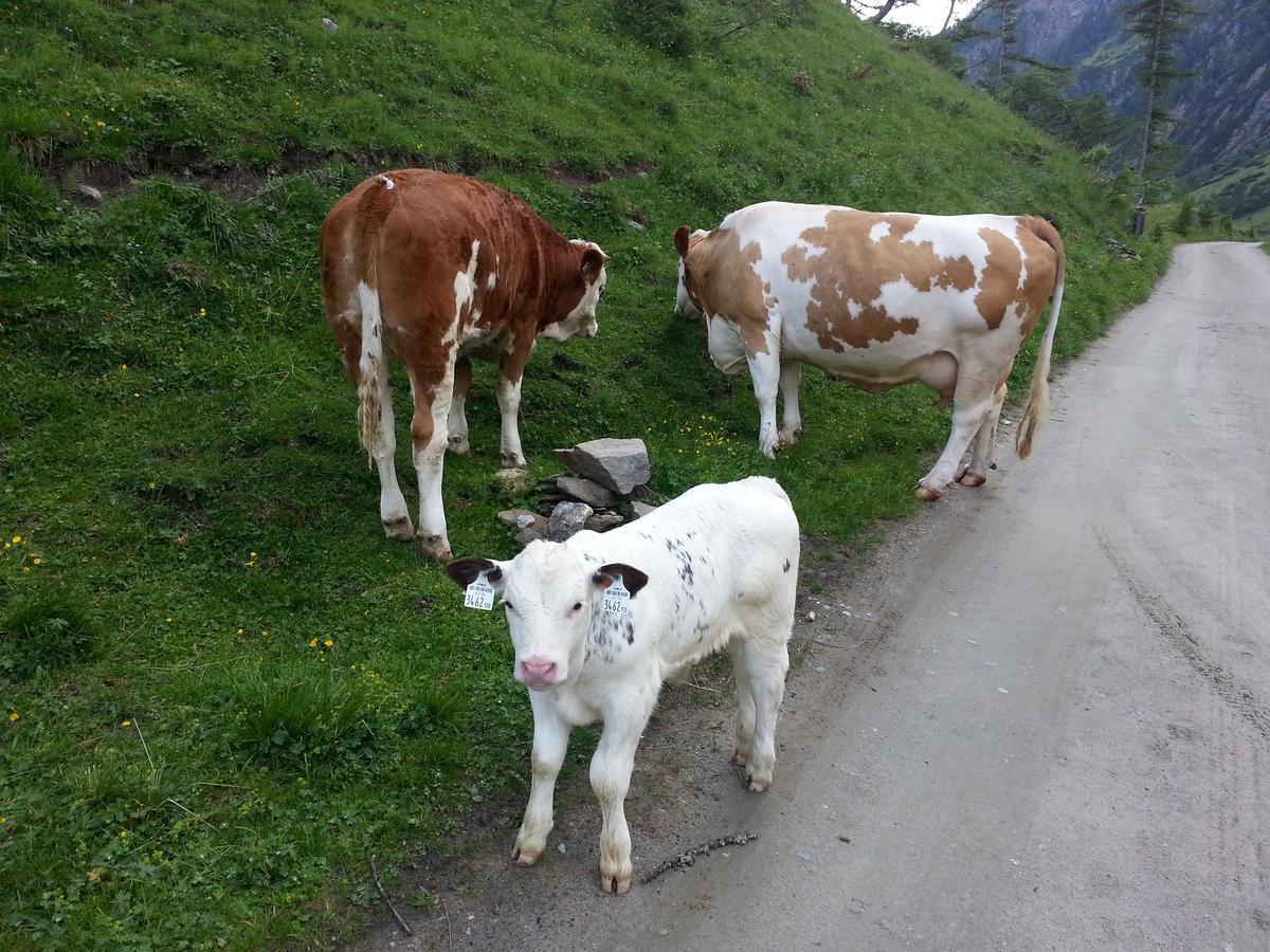 Haus Ursula Apartman Kals-am Großglockner Kültér fotó